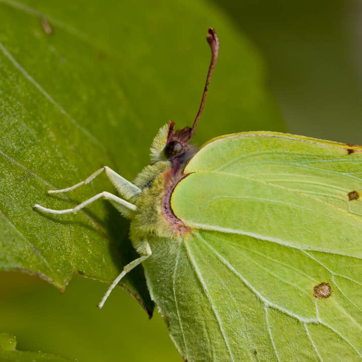 Canon EOS 20D . 1/320 sec. f/7.1 . 100mm . ISO200 . Ⓒunknown - MACRO_02